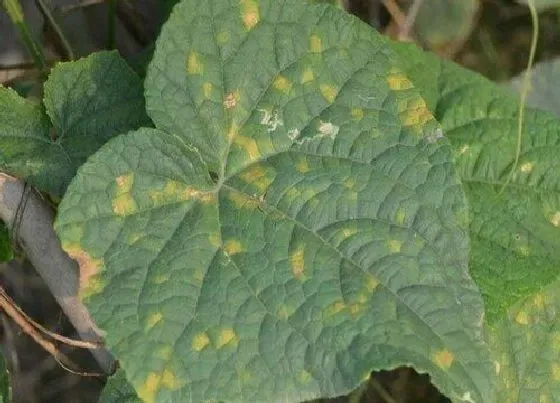 植物病害|丝瓜花叶病症状及防治方法