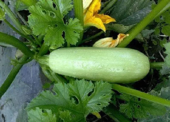 种植方法|西葫芦种植时间和方法 在几月份栽种好