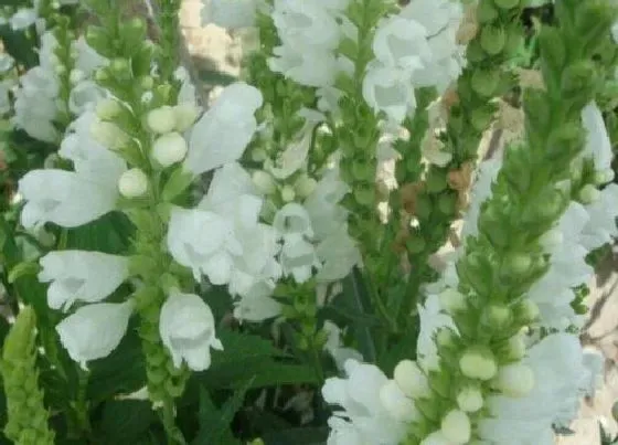 种植方法|假龙头种植时间和方法