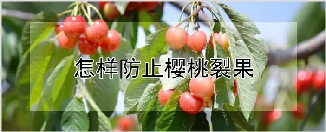 怎样防止樱桃裂果 | 农业科普