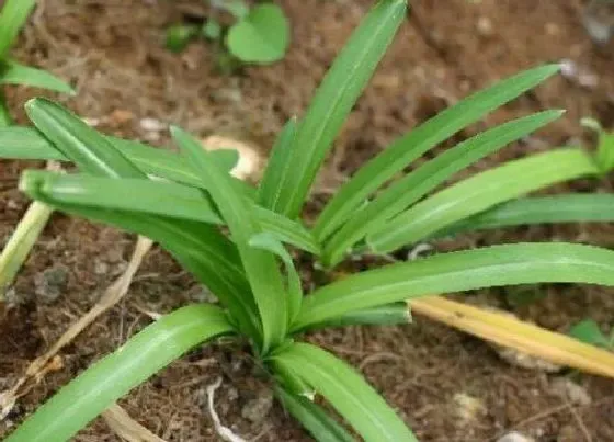 植物百科|和韭菜长得很像的那个叫什么菜（长得像韭菜的植物图片）