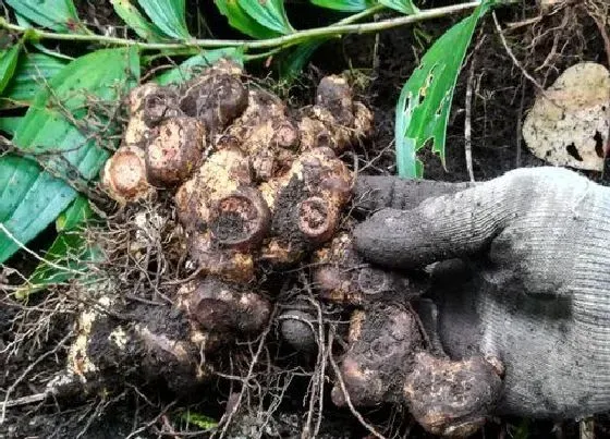 植物施肥|黄精底肥施肥适合什么肥 底肥施用方法