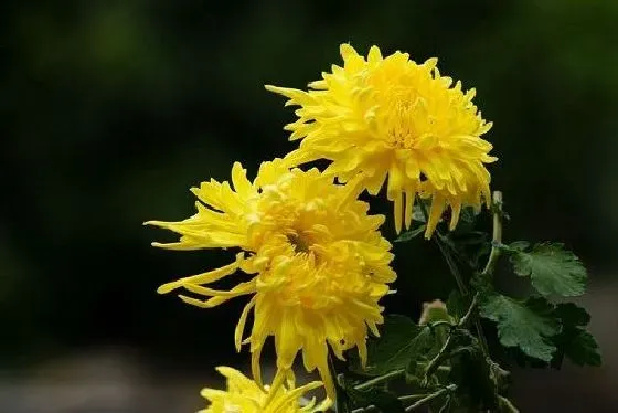 植物虫害|菊花长虫子怎么办 病虫害治理方法及妙招