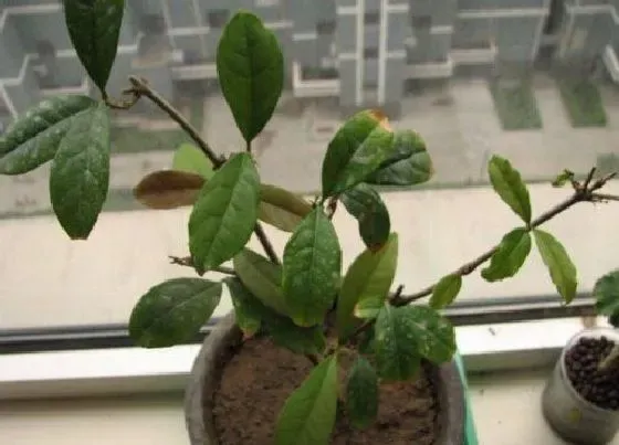 植物施肥|桂花树用什么肥料最好