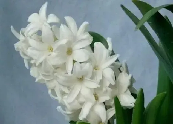 花语|什么花代表自负自恋