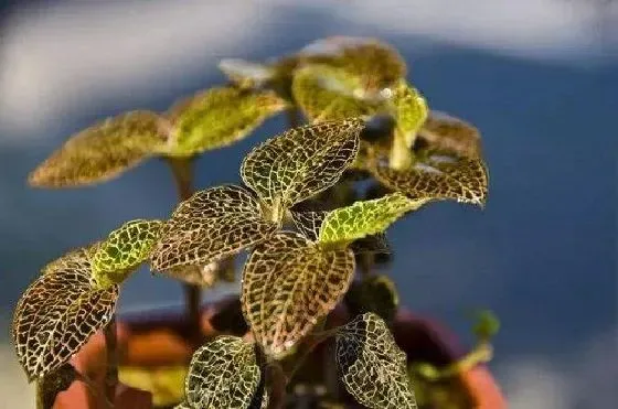 植物百科|金线莲有种子吗 种子怎么种植