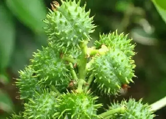 植物百科|刺猬草生长在什么地方