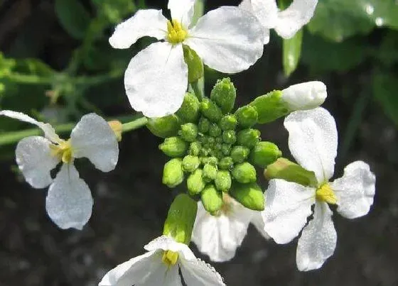颜色花|萝卜的花是什么颜色