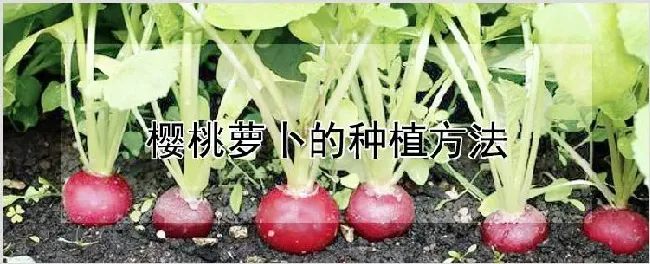 樱桃萝卜的种植方法 | 农业科普