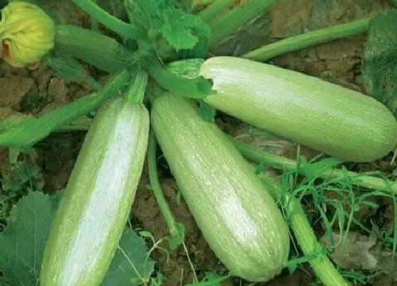 种植方法|西葫芦种植时间和方法 在几月份栽种好