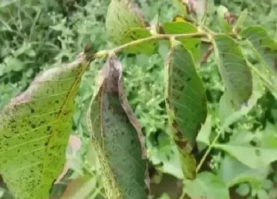 植物虫害|桃树病虫害防治技术 病虫害预防方法