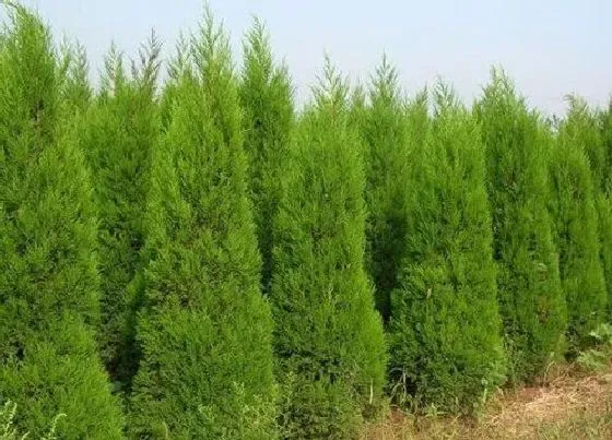 种植位置|松柏树可以种在院子里吗
