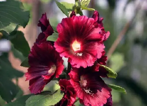 花语|蜀葵花的花语和寓意是什么 开花代表什么含义