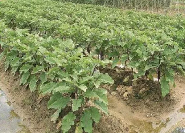 植物浇水|茄子苗多久浇一次水