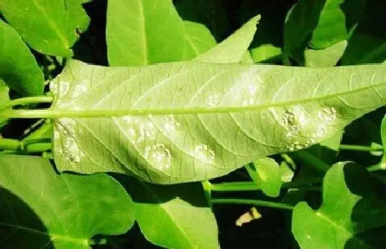 植物病害|空心菜病毒病症状与防治方法