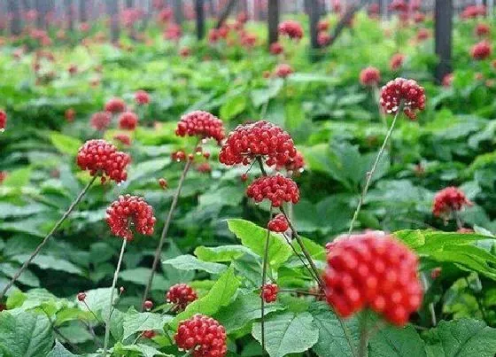 植物产地|云南三七哪里产的最好
