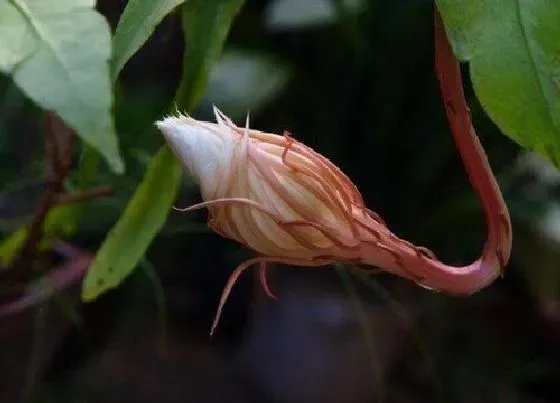 开花时间|昙花几点开花时间 开多长时间