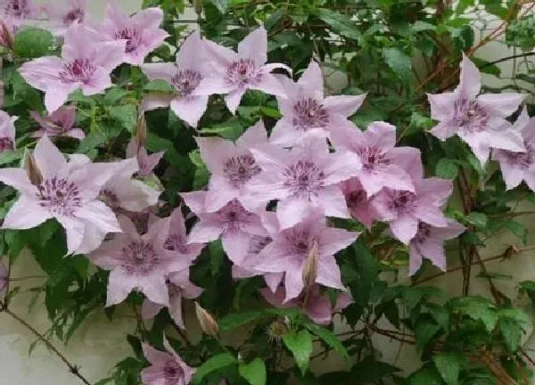 植物移栽|铁线莲什么时候移栽最好（地栽铁线莲几月份移植合适）