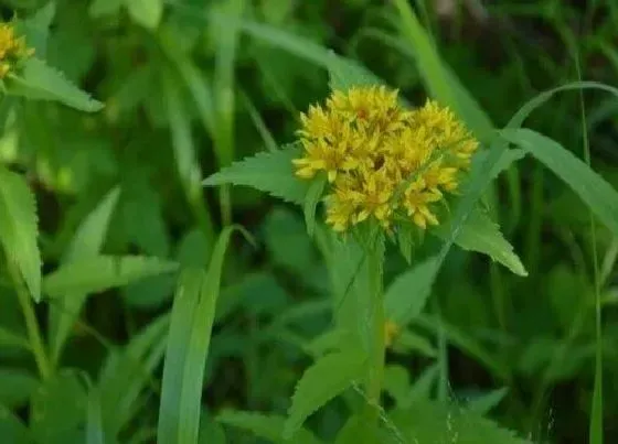 植物百科|返魂草又叫什么名称
