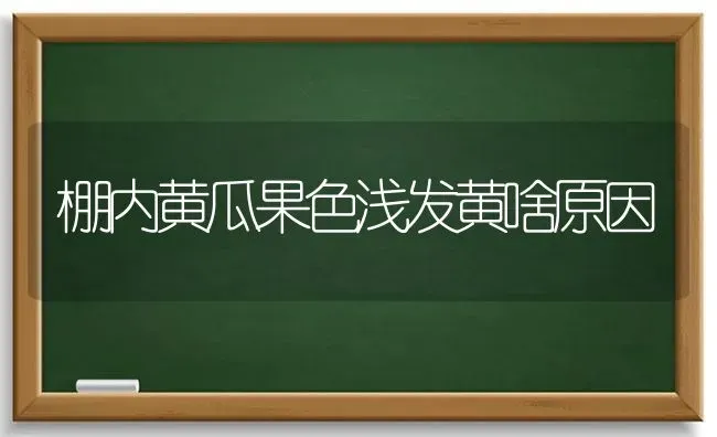 棚内黄瓜果色浅发黄啥原因 | 瓜果种植
