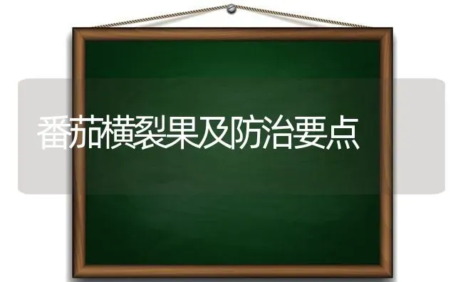 番茄横裂果及防治要点 | 瓜果种植