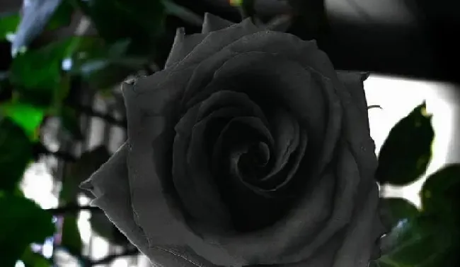 花语|黑玫瑰的花语是什么寓意