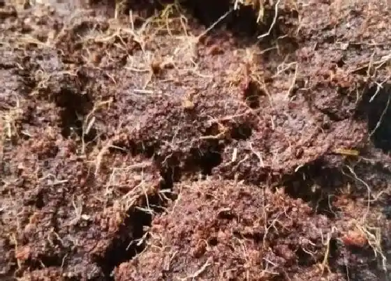 种植土壤|椰糠土可以种多肉吗