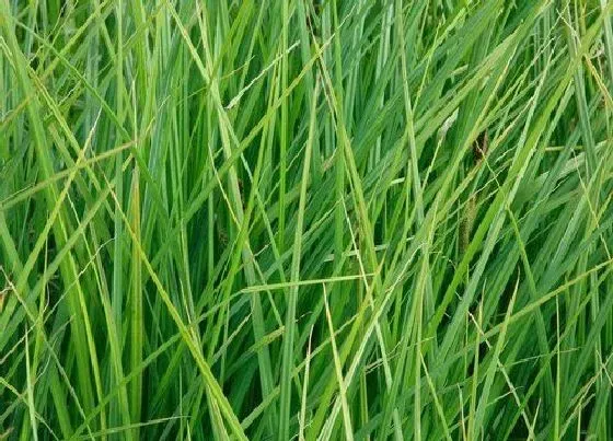 植物百科|灯心草又叫什么草