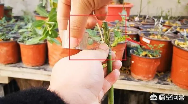 植物嫁接|野生蔷薇能嫁接月季吗，野生蔷薇怎么嫁接月季成活率高）