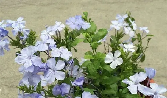 开花时间|蓝雪花一年开几次花 花期月份与时间