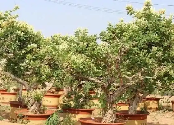 冬天植物|金银花抗冻吗