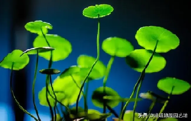 养殖方法|怎样让铜钱草的叶子又大又绿（让铜钱草长得粗壮更肥大）