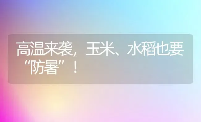 高温来袭，玉米、水稻也要“防暑”！ | 粮油作物种植