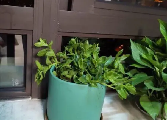 植物毒性|牡丹吊兰有毒吗 可以放在室内养吗