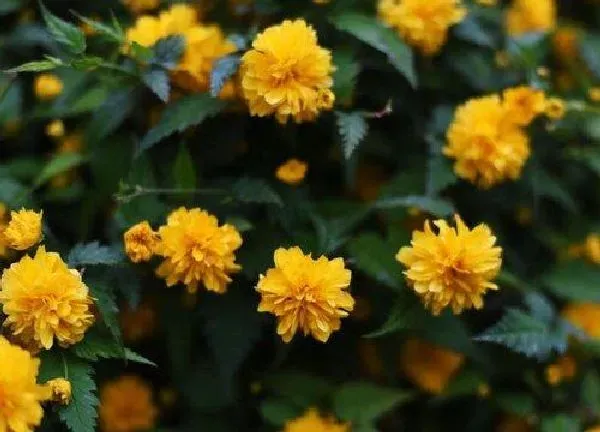 养殖科普|菊花喜不喜欢阳光