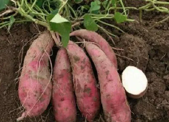 植物排行|红薯哪个品种好