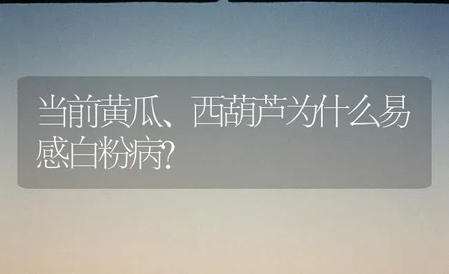 当前黄瓜、西葫芦为什么易感白粉病？ | 蔬菜种植