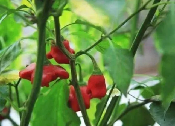 植物种类|能生吃的蔬菜有哪些 可以生着吃的蔬菜品种（带图）