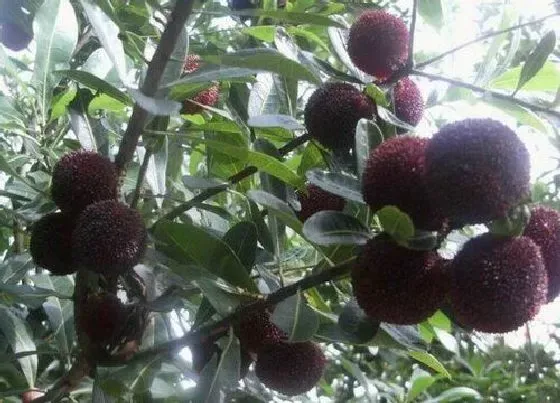 植物排行|杨梅有多少品种