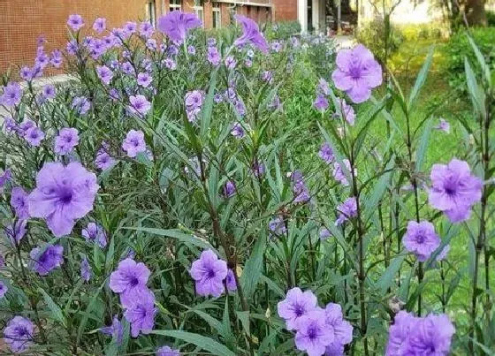 冬天植物|翠芦莉耐寒吗