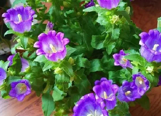 开花时间|丹麦风铃草一年开几次花 花期有多长时间