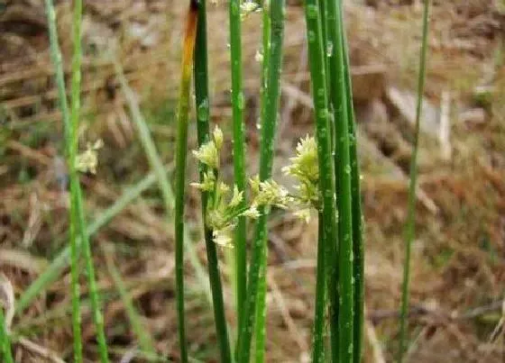 植物百科|灯心草又叫什么草