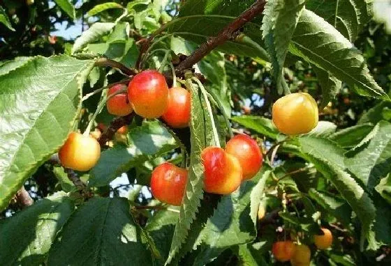 种植管理|樱桃树几年结果实 种植多久才能开花挂果