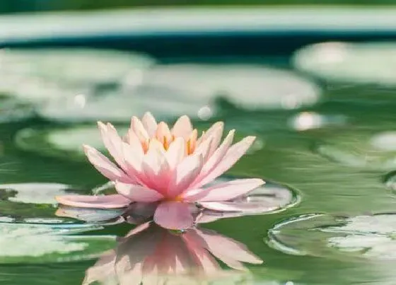 植物百科|喜湿的花卉有哪些