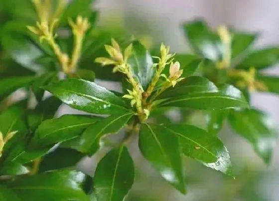 植物毒性|马醉木室内有毒吗（土养马醉木适合放在家里吗）