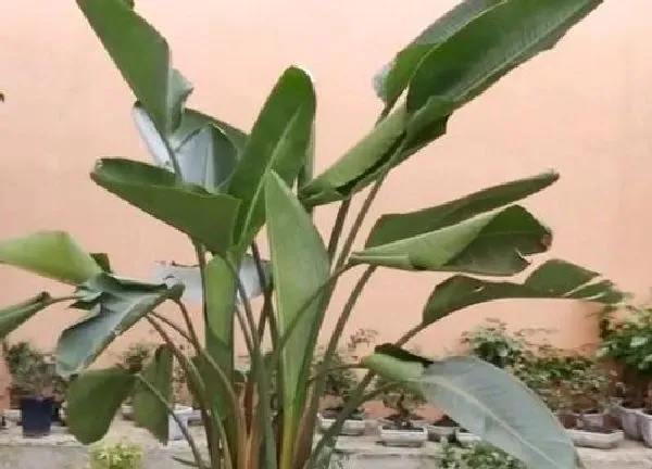 植物浇水|天堂鸟可以浇啤酒水吗
