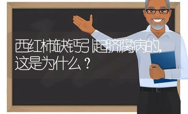 西红柿缺钙引起脐腐病的，这是为什么？ | 蔬菜种植