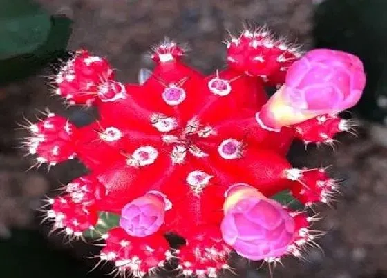 花朵|仙人球花骨朵的样子 多久开花