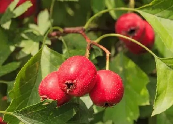 植物百科|山楂树一棵能结果吗