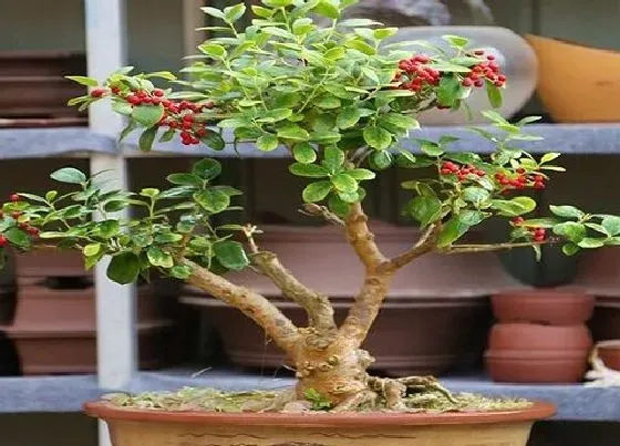 冬天植物|枸骨耐寒多少度